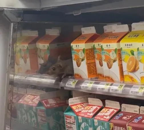 快訊/北車7-11驚見大老鼠「冰櫃蹭冷氣」！整排飲料毀了　業者回應