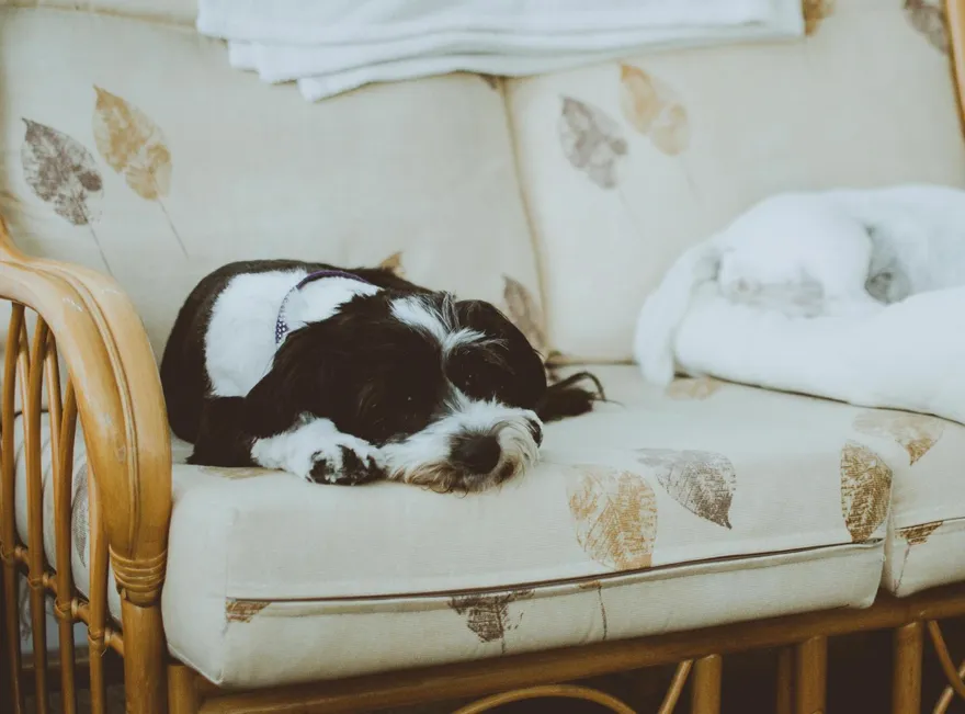 愛犬死掉太傷心！美國女砸百萬做「複製狗」：既像本尊又不像