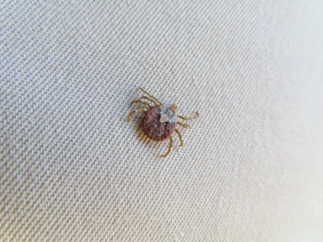 家門外抓到16隻蜱蟲！北部7旬翁確診罕見「SFTS」