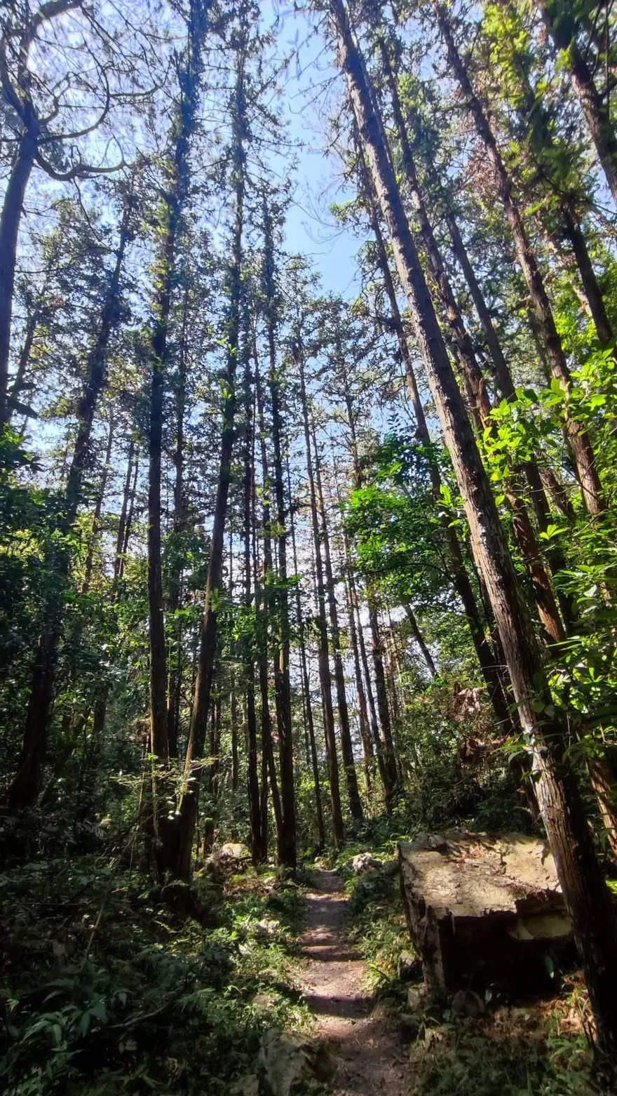 八仙山步道驚傳意外！移民署隊長命危　摸黑搶救中