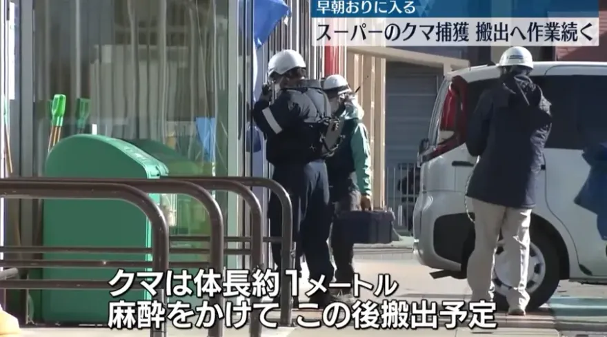 影/抓到了！熊闖秋田超市「爽嗑肉」　45小時後終被捕獲