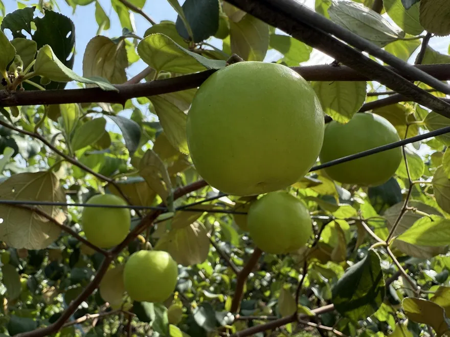 春節伴手禮怎挑？蓮霧象徵蓮年如意、蜜棗代表棗到幸福