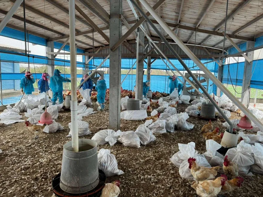 全球首例人染「H5N5」亡　石崇良：無人傳人風險