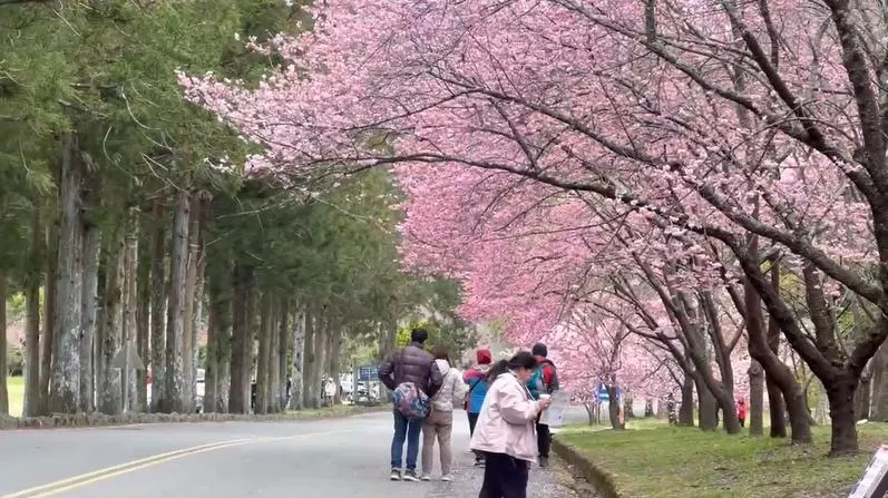 武陵農場2026櫻花季「11/1起開放訂房」　預估交管17天