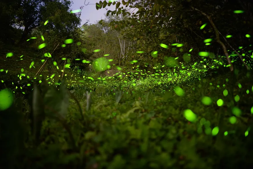 「門票0元」大批遊客擠爆！東勢林場緊急喊卡：改天再來