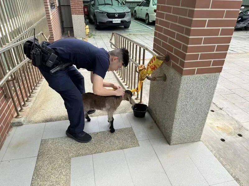 苗栗「喜羊羊」跳上陌生人機車！　騎士嚇傻衝派出所求助