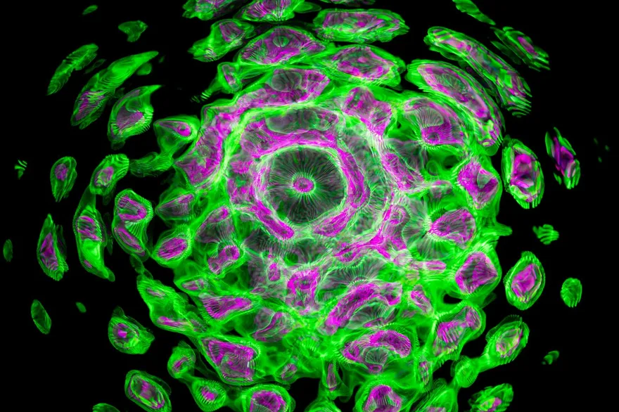 每天都在餵養癌細胞？避開「4種毒」可降50%罹癌風險