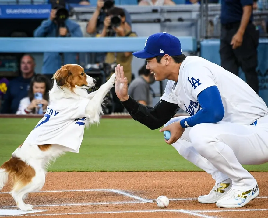 影/大谷翔平愛犬Decoy慶生　吃蛋糕鼻沾奶油萌度破表