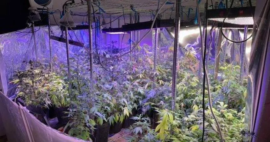 外籍絕命毒師台灣海撈！師徒爽種大麻　一條龍販售曝光