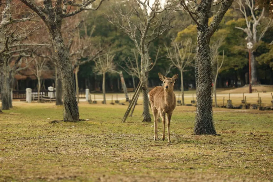奈良公園現內衣偷拍！專挑外國女遊客　變態男認上傳YT牟利