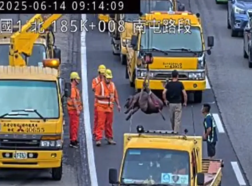 影/國1台中段大黑豬跌坐車道遭撞傷　駕駛恐遭罰1.8萬元