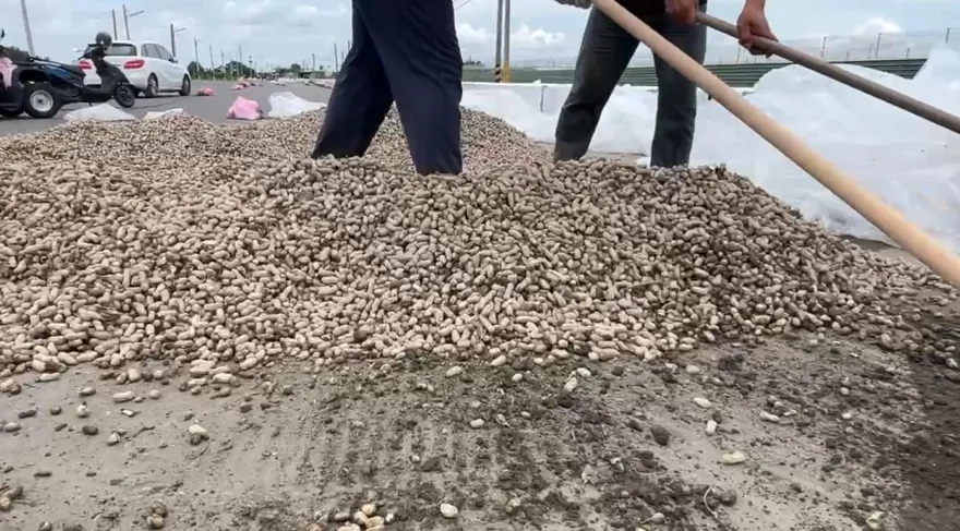影/全台唯一有路權的農作物！雲林設194處路邊曬花生