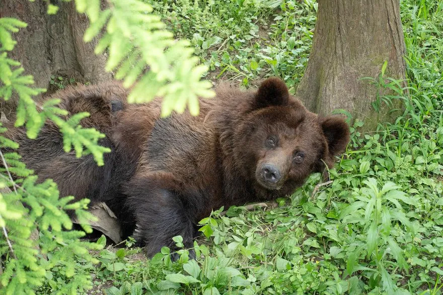 影/北市木柵動物園：棕熊「小喬」恢復元氣　6/28後見