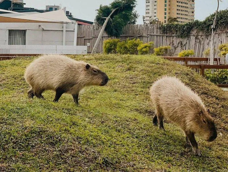 有夠壞心！墾丁動物園2人氣「卡皮巴拉」慘遭毒殺