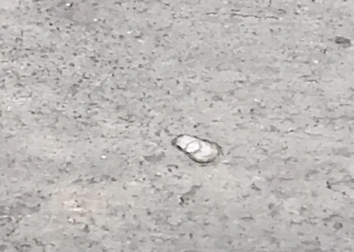 影/屏東鹽埔鄉驚見冰雹！四村莊受影響　民眾：好可怕