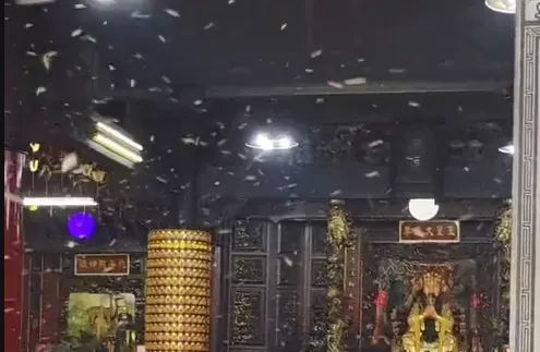 雲林天衡宮「上千蜜蜂盤旋」　信徒驚：神明顯靈吉兆