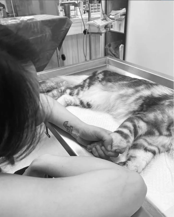 劉雨柔生產之路挑戰重重　愛貓急性肺水腫去世：媽媽肚子等你