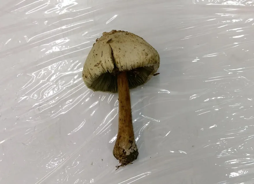 「最惹事毒菇」狂冒！南投衛生局籲防綠褶菇　「顏色」是關鍵