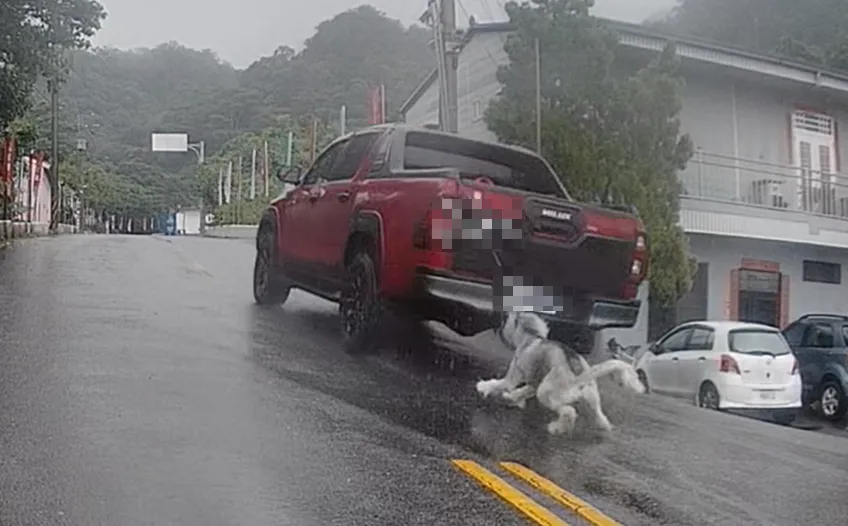 影/超震撼畫面！南投埔里疑虐狗　皮卡雨中拖行哈士奇