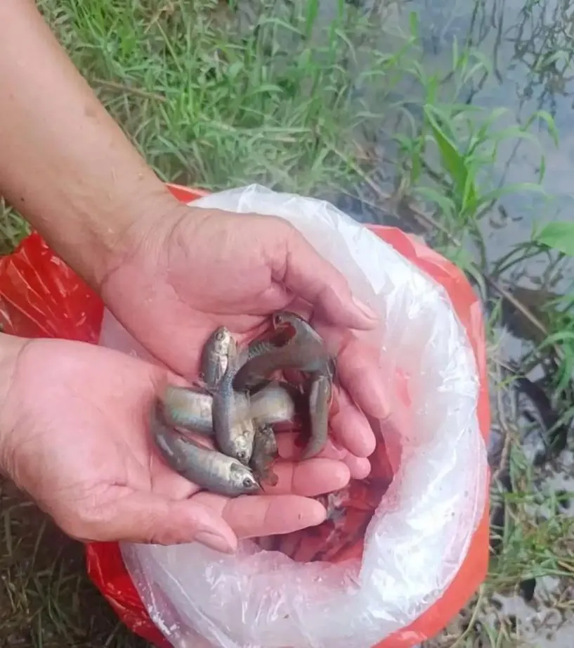 可日吃438條幼蟲！佛山投放5200條食蚊魚防治屈公病