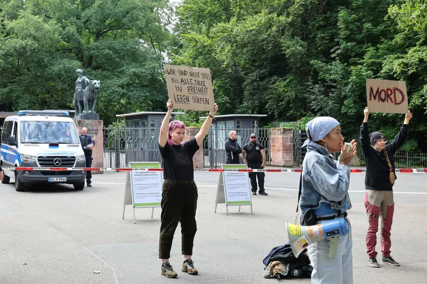 德國動物園因「空間不足」撲殺12隻狒狒　動保團體抗議