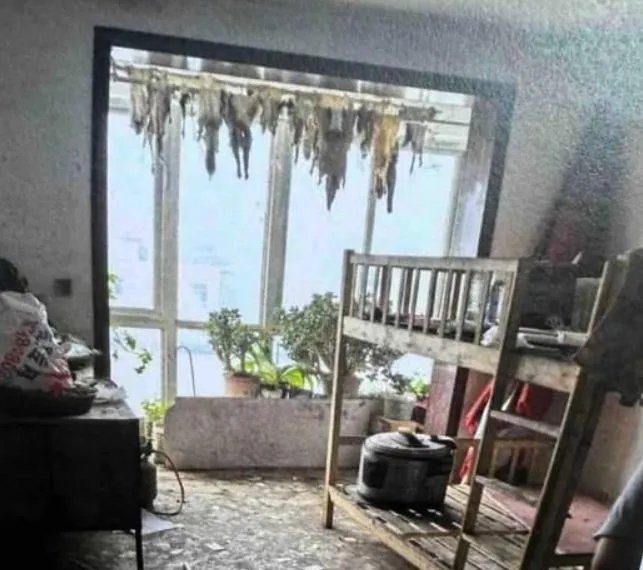 地獄房客！陸情侶租屋變垃圾堆　陽台掛滿「詭異狗皮」房東崩潰