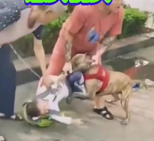 影/陸6歲童社區玩耍…遭比特犬「死咬下體」驚悚畫面曝光