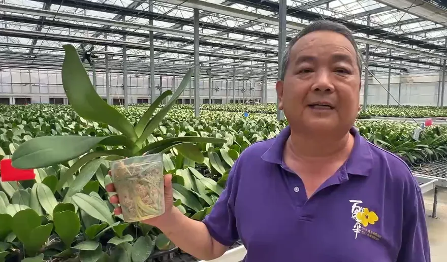 美對台課20%關稅　台南蘭農估損失上看600萬