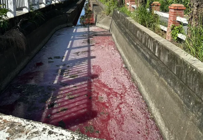 高雄大寮驚現「血流成河」！死魚堆滿飄腐臭味　驚人真相曝光
