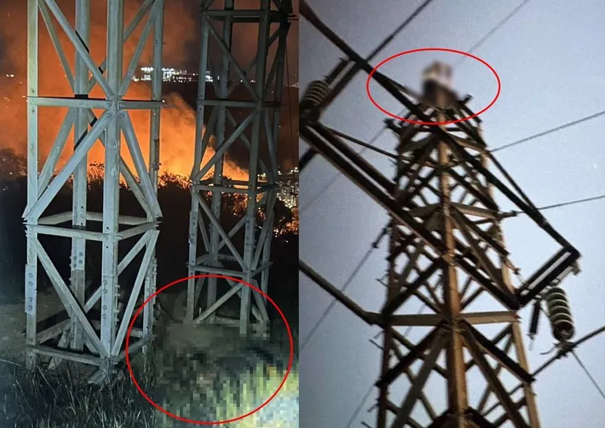 「爬高壓電塔」觸電亡！　李怡貞嘆：短影音影響超乎預期