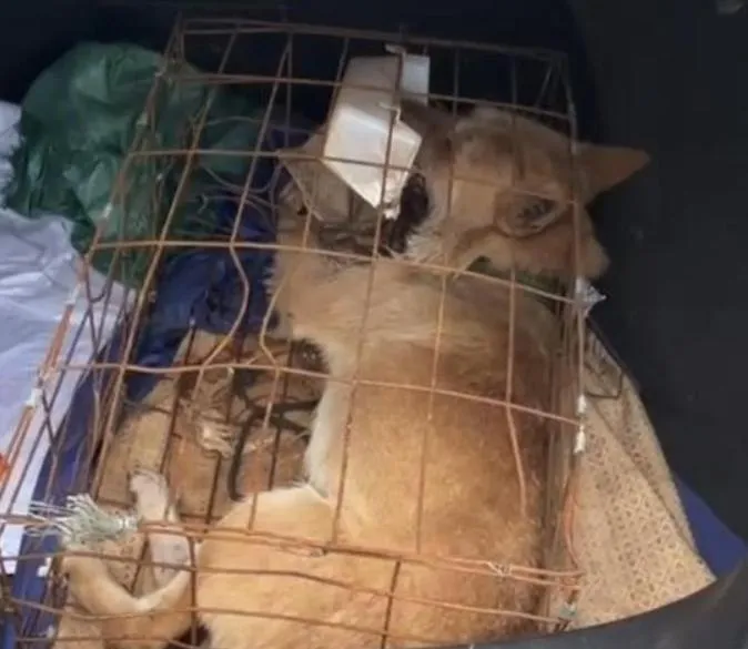網路叫車託運名犬…開行李箱赫見「僵直死亡」　陸飼主氣炸求償