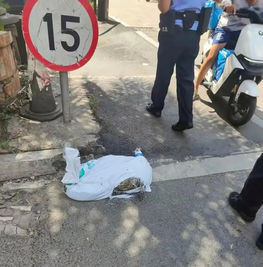 影/配送鱷魚半路「復活」！陸外送員嚇壞…老闆：我沒說過是死的