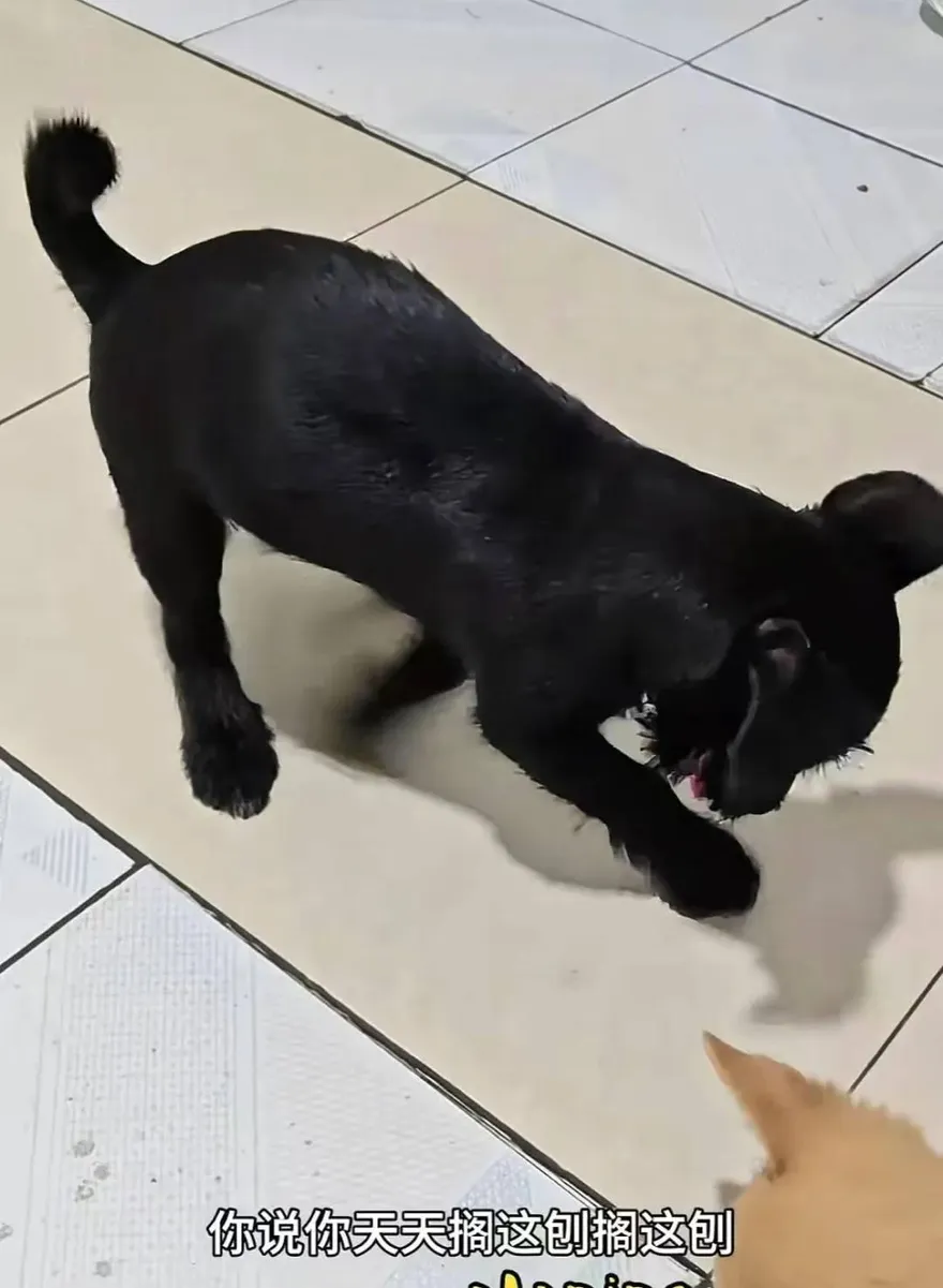 陸房東失聯　狗狗狂刨租屋處地磚！挖開竟藏紅布與5銅錢