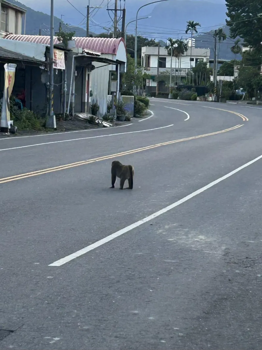 屏東鬧獼猴之亂！　籠具太小難捕捉成棘手問題