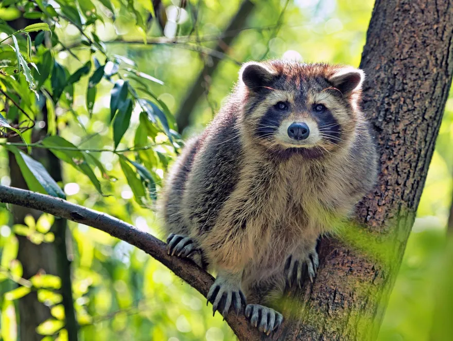 美國浣熊闖商店狂喝威士忌　醉趴廁所警笑翻：等「酒醒問話」
