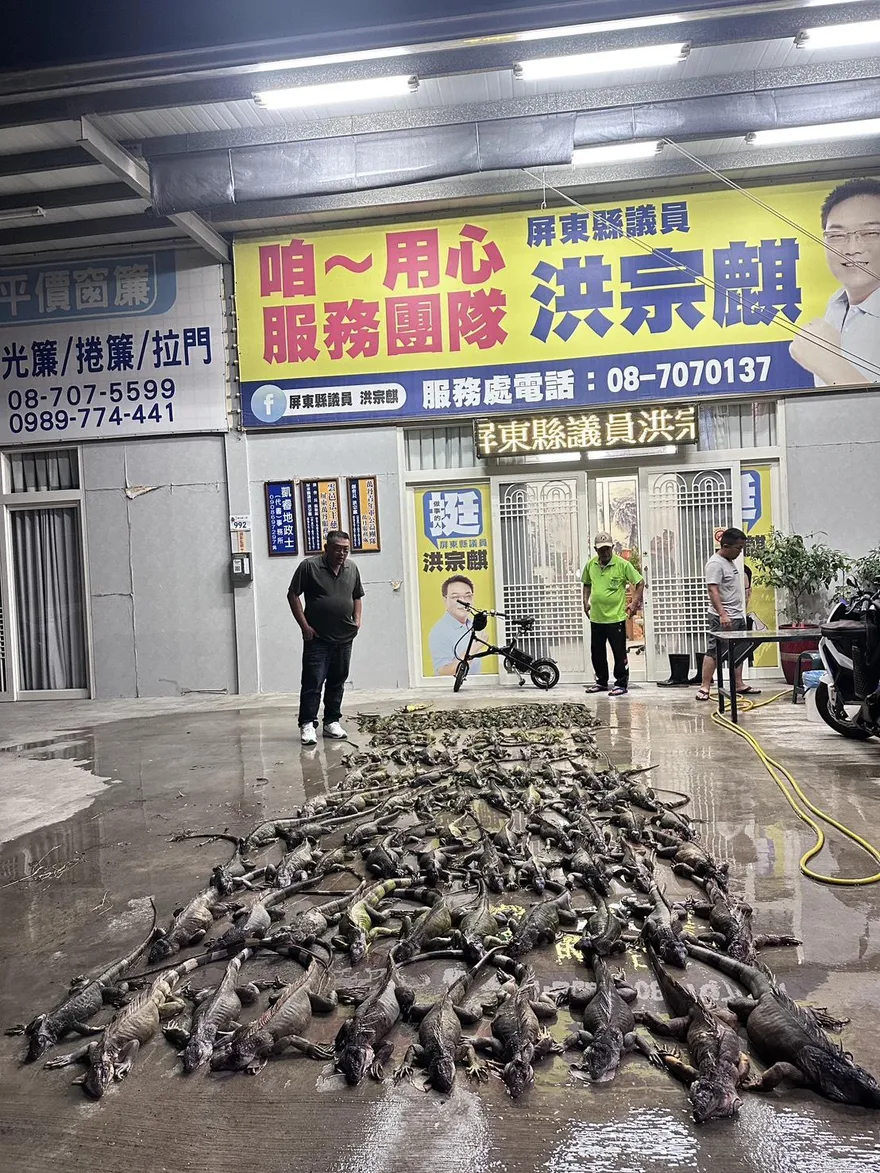 影/綠鬣蜥啃光萬丹紅豆田　他揪團一晚狂抓140隻
