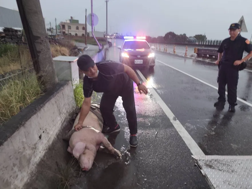 台61線驚傳大豬墜車　倒臥路肩慘死