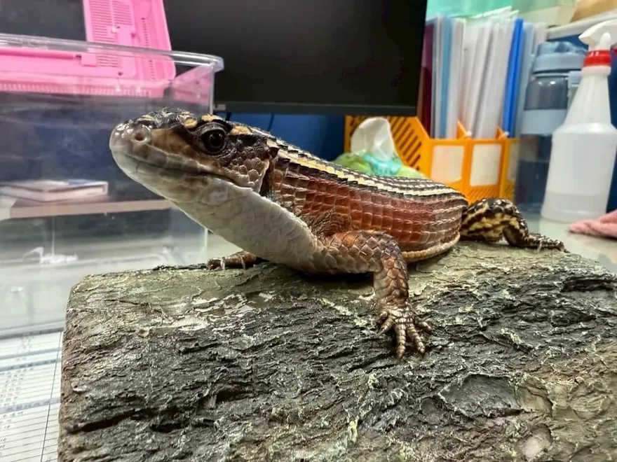 桃園特寵認養9/27登場　鸚鵡、蛇、蜥等21隻等新主人