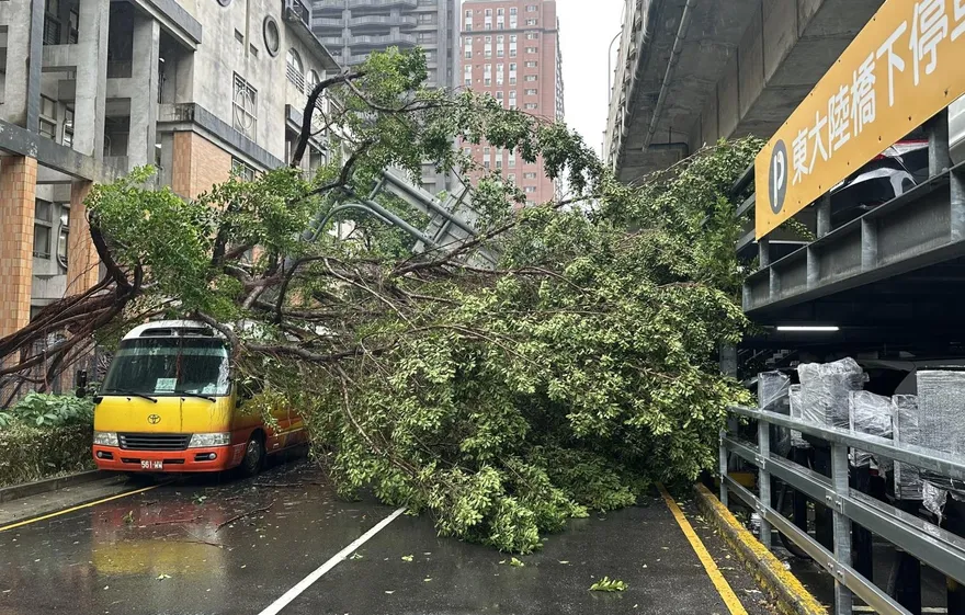 影/暴雨狂炸新竹市區巨樹倒塌　砸中巴士幸無人傷