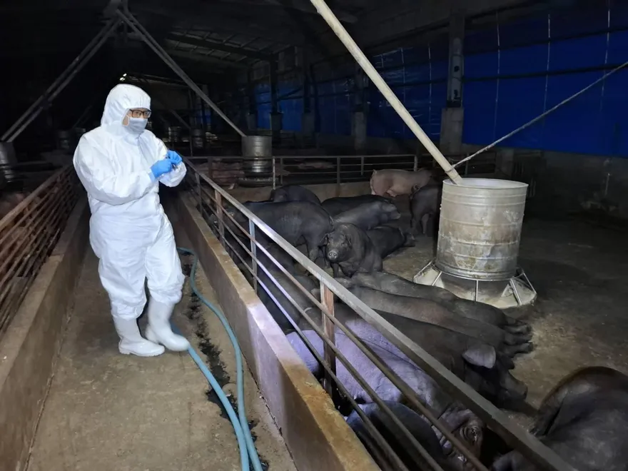 台中爆發非洲豬瘟！台中地檢署主動分案偵辦中