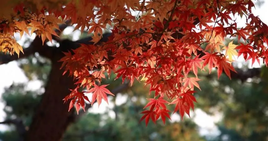 10/23霜降天氣漸涼！「4生肖」腸胃易出問題　養生辦法及禁忌一次看