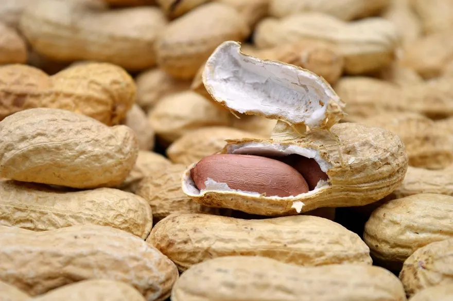 美國花生零關稅襲台！綠委轟農業部低估衝擊