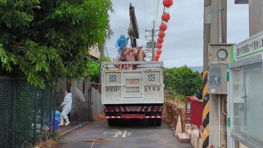 台中養豬場疑爆非洲豬瘟病毒！檢約談豬農父子