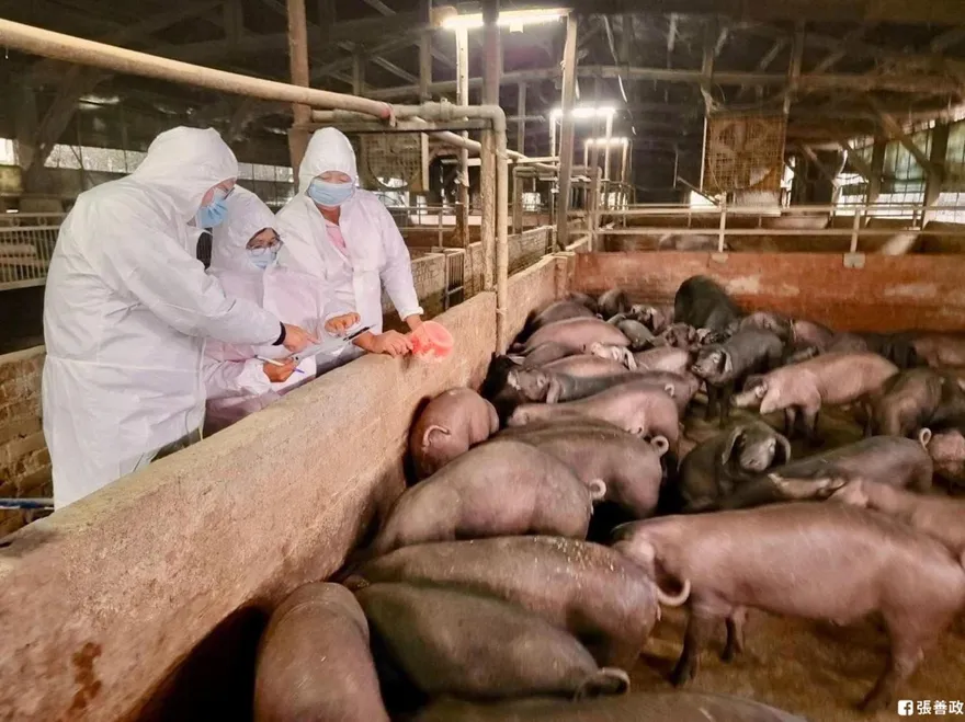 全力防堵非洲豬瘟！張善政：從廚餘桶到豬舍都不能有破口