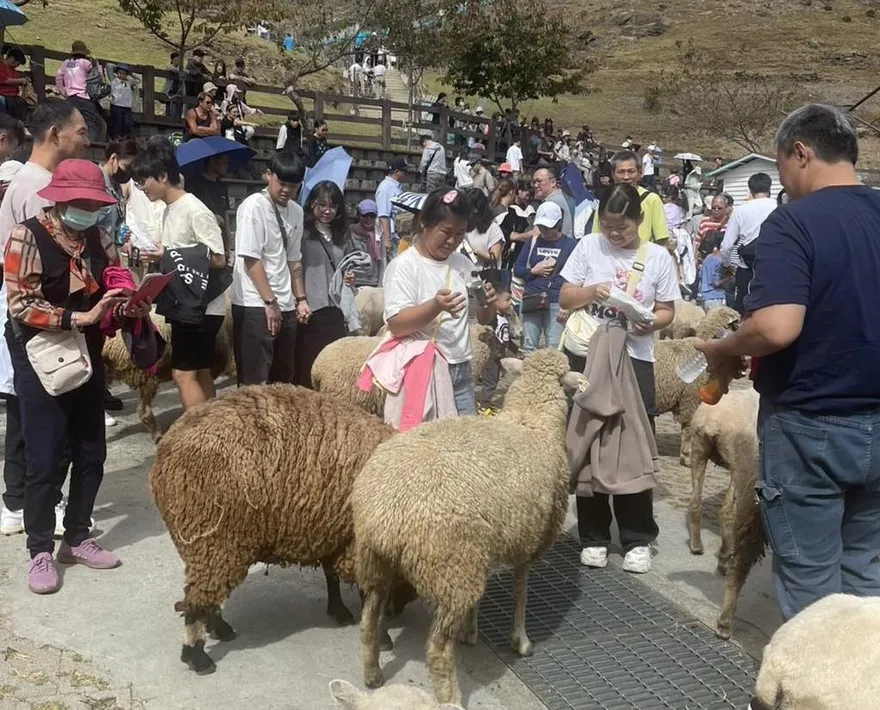 清境農場「火把節」吸人潮　3天入園人次估破萬