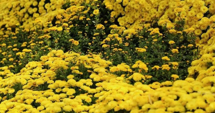 九九重陽翻轉運勢！ 命理師教「開運2大招」　做對旺整年