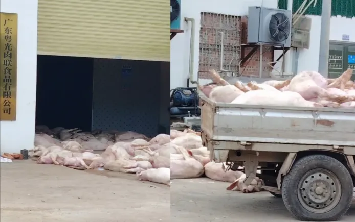 陸食品廠「200頭死豬」堆門口　食安引網憂…官方逮7人