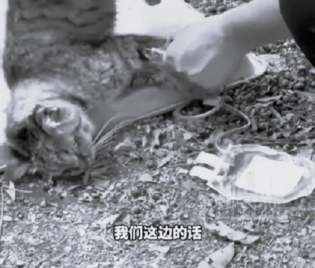 喪心病狂！陸灰色產業鏈曝光　不肖人士「抽乾流浪貓血」牟利