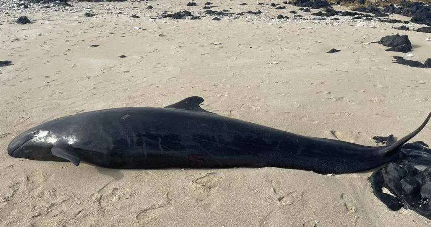 震撼畫面！「4.5公尺偽虎鯨」擱淺澎湖吉貝嶼　死因成謎