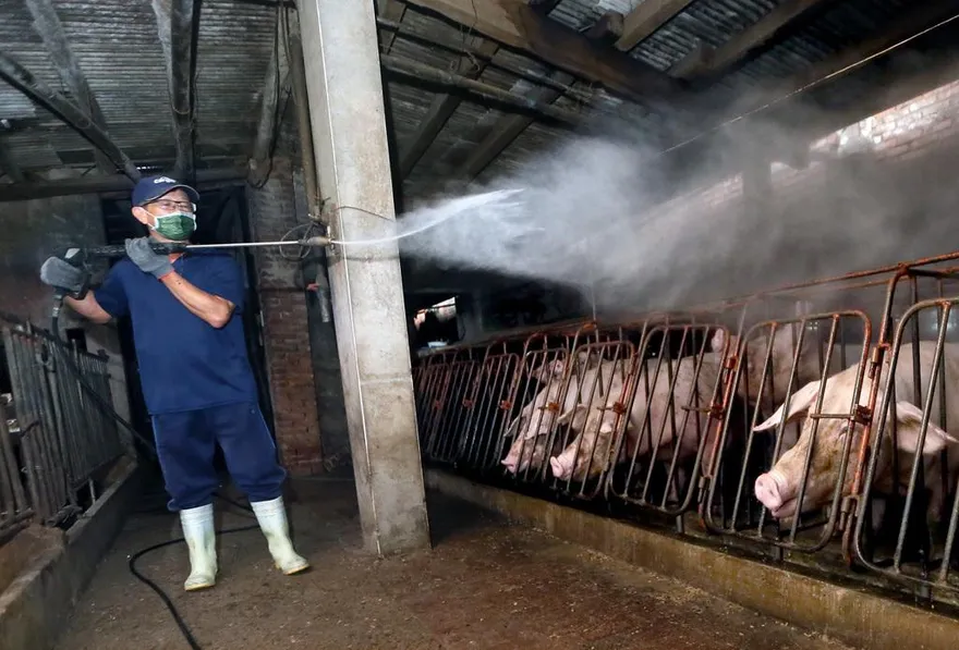 非洲豬瘟案場仍有病毒　將出動國防部化學兵